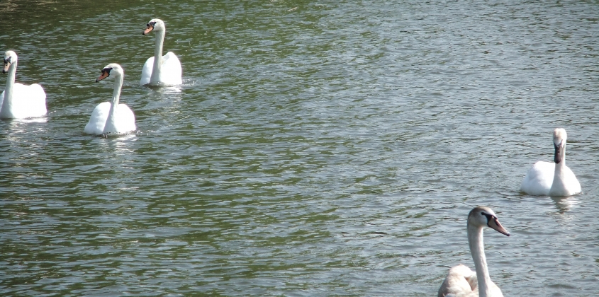 swans paddling along on the river in a group
