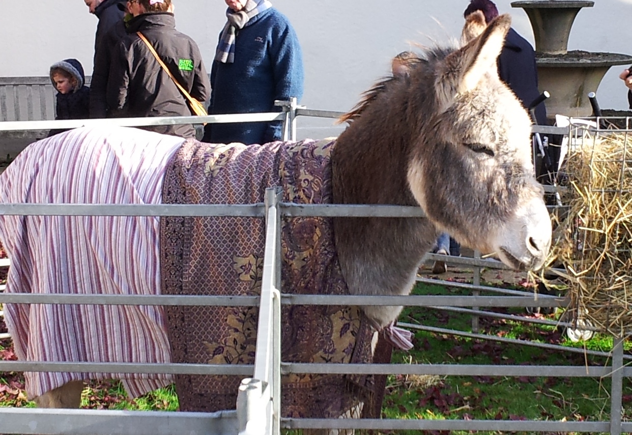 Donkeys in Abingdon-on-Thames